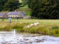 7-Alw16  Some of the sheep were too much for the young dogs and took to the River.