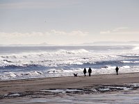 3Berwick  Dog walking with the tide out on Spittal beach