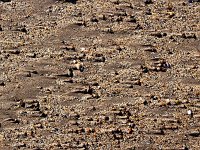 6Berwick  Patterns on the sands, Spittal