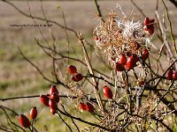 4BWaters  Rose hips at the pathside