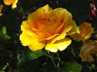 cb21  A Rose near the bridge