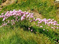 13PortPThrift  When we were there the Thrift was in full flower on the cliffs and beside the paths every where we walked