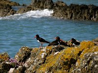 20PortPoysterC  Oyster Catchers on the rocks at Port Mora near Dunskey Glen