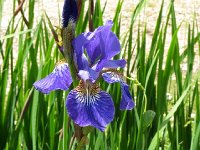 26KirkIris  Irises in the Castle garden, Kirkcudbright