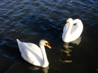 10Jan17BWatersSwns  We forgot to bring breadcrumbs the locals were a bit disappointed.