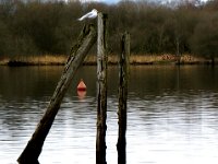 14Jan17Keswick  Reflections of derelict posts in Derwentwater