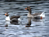 16Jan17TwenteGeese  These are rare geese called "Twente Landrace" named for the town in the Netherlands