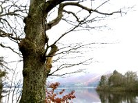 18Jan17DwentTree  Not a breath of wind on Derwentwater.
