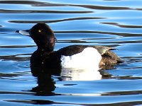 21Jan17Goldeneye  A "Goldeneye" at Talkin Tarn near Brampton.