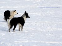 Dogs-Keswick-snow