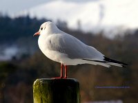 Gull-Derwentwater-Keswick