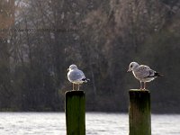 Gulls-Derwentwater