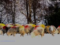 Herdwicks-Keswick1