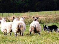 5AlwintonDog