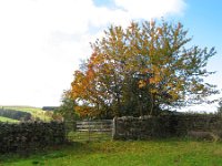 10ww  More trees along the way