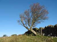 11ww  A tree growing out of a wall east of Chairford bridge