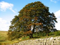 17ww  A huge Beech tree near the crossing of the Risey Burn
