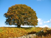 18ww  Another look at this magnificent Beech