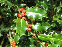 26ww  Holly in the siderow hedge