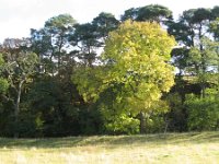 2ww  Near Townhead on the banks of the River Rede